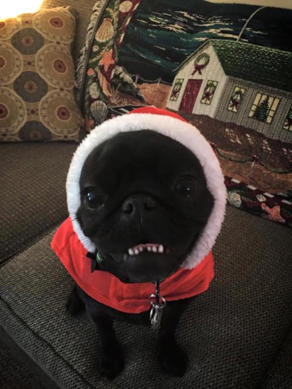 /images/uploads/pug nation rescue of los angeles/2018pugnation/entries/6154thumb.jpg
